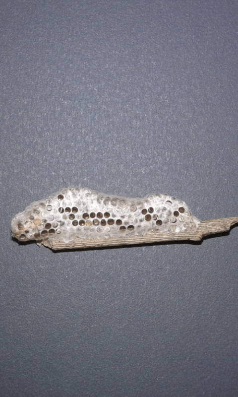 Formicidae : Dolichoderus quadripunctatus?